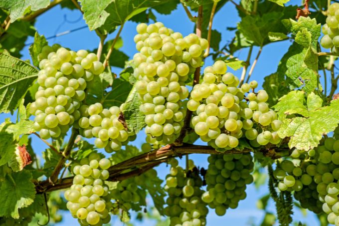 अंगूर - Winter Season Growing Fruit Grape In Hindi